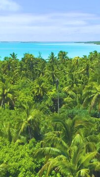 AERIAL: Flying over the lush tropical vegetation covering the remote island in the calm crystal clear Pacific Ocean. Countless palm tree canopies rustle in the summer breeze blowing over exotic island