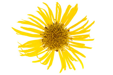 yellow meadow flower isolated - Powered by Adobe