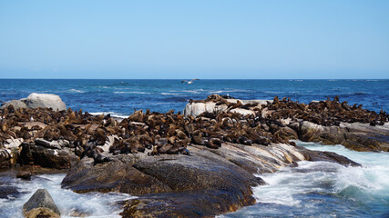Fototapeta na wymiar Seals resting on South Africa seal island middle of blue strong wave ocean tourist attraction near Cape town