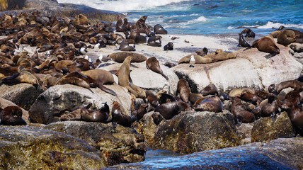 Fototapeta na wymiar Seals resting on South Africa seal island middle of blue strong wave ocean tourist attraction near Cape town