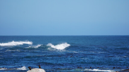 Seals resting on South Africa seal island middle of blue strong wave ocean tourist attraction near Cape town