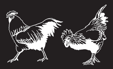 Fototapeta na wymiar Set of vector roosters isolated on black background, domestic animals, grahical elements