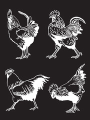 Set of  vector roosters isolated on black background, domestic animals, grahical elements