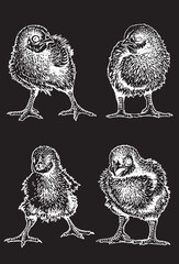 Vector set of  four newborn chicks isolated on black,graphical drawing