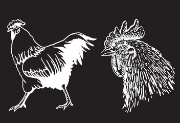 Set of  vector roosters isolated on black background, domestic animals, grahical elements