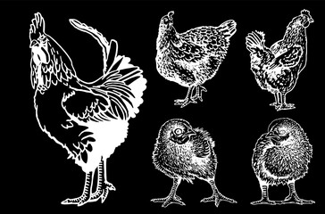 Fototapeta na wymiar Vector set of newborn chicks,hens and rooster isolated on black,graphical drawing