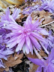blooming purple Colchicum autumnale Waterlily among fallen yellow leaves on a flower bed. Autumn blooming flowers . Floral Wallpaper