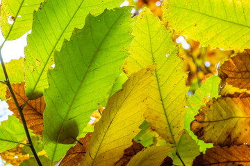 Bunter Blätter in der Sonne im Herbst