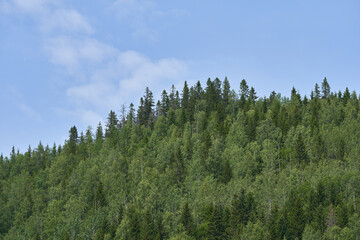 Mixed forest from the Lauvkampen Hill of the Totenaasen Hills, Oppland, Norway, in summer. 