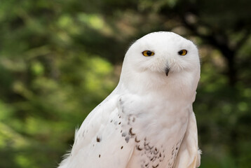 Fototapeta premium Close shot of head of a snowy owl against a backdrop of a green forest in summer in Alaska