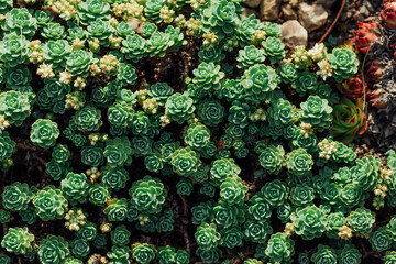 Drought tolerant landscaping from succulents in ornamental design
