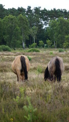 Obraz premium Pferde auf der Lüneburger Heide, Deutschland