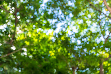Fototapeta na wymiar Green bokeh on nature abstract blur background green bokeh from tree. Natural blurred bokeh background from tree and leaves.