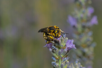 a leaf cutter bee on a lavender blossom