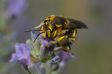 a leaf cutter bee on a lavender blossom