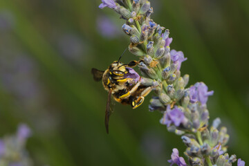a leaf cutter bee on a lavender blossom