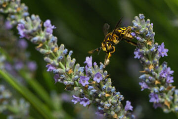 a leaf cutter bee on a lavender blossom