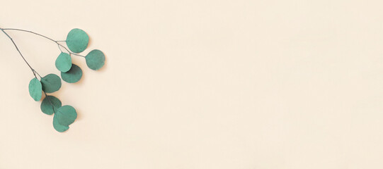 Eucalyptus branches on a beige background. Place for text. Green eucalyptus leaves isolated on neutral color. Floral layout. Horizontal banner mockup. Eucalyptus gunnii Silver Drop. Flat lay Top View
