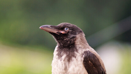 crow bird on green background