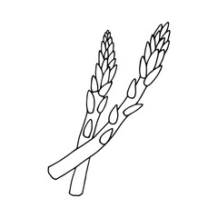 Asparagus. Vector stock illustration eps10. Outline, isolate on white background. Hand drawn.