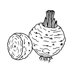 Celery Root. Vector stock illustration eps10. Outline, isolate on white background. Hand drawn.