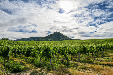 A vineyard under a hill with a castle on top.