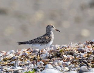 White-rumped Sandpiper on beach