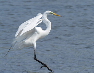 Summer plumage Great Egret