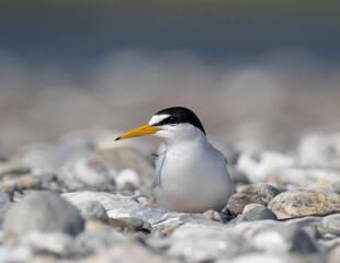 Adult Least Tern on shingle beach