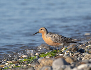 Spring plumage Red Knot on beach