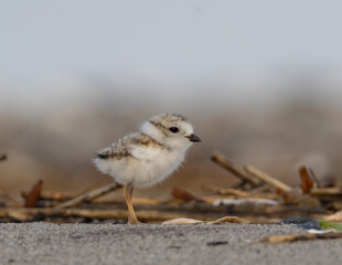 Piper Plover chick on beach