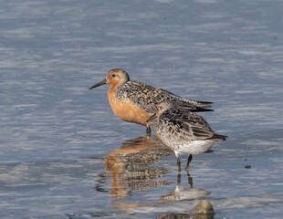 Spring plumage Red Knot on beach