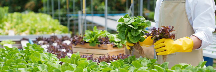 Fresh vegetable hydroponic system..Organic vegetables salad growing garden hydroponic farm Freshly...