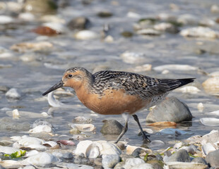 Spring plumage Red Knot on beach