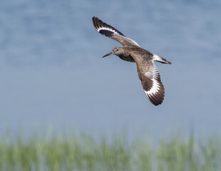 Eastern Willet in flight over marsh