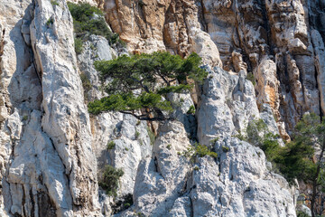 Mediterranean pine tree growing on white limestone rocks and cliffs in Calanques national park,...