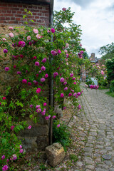 Fototapeta na wymiar Blossom of fragrant colorful roses on narrow streets of small village Gerberoy, Normandy, France