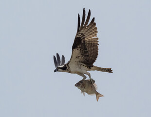 Osprey in flight with fish in talons