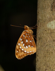 Great Spangled Fritillary butterfly on tree trunk