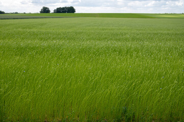 Green fields of flax linen plants in agricultural Pays de Caux, Normandy, France