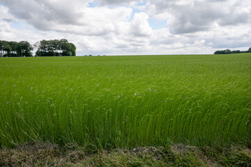 Green fields of flax linen plants in agricultural Pays de Caux, Normandy, France