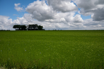 Green fields of flax linen plants in agricultural Pays de Caux, Normandy, France