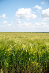European grains, green fields of wheat plants in Pays de Caux, Normandy, France