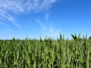 Field with green corn, blue sky