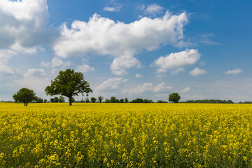 Colorful yellow agricultural filelds iwth blooming canola, rapeseed or rape at sunny day with beautiful blue clouded sky and lonely tree