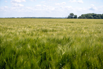 European grains, green fields of wheat plants in Pays de Caux, Normandy, France