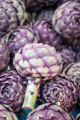 Fototapeta premium Big purple globe artichokes heads on farmers market in Brittany, France