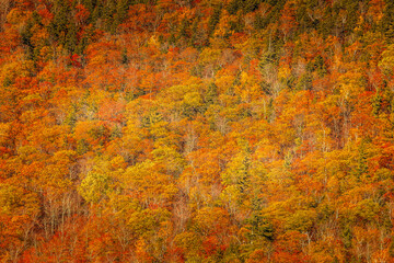 Full frame with all kind of different autumn tree in New England, Maine