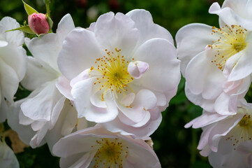 Blossom of fragrant colorful roses on narrow streets of small village Gerberoy, Normandy, France