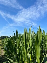 Fototapeta premium Field with green corn, blue sky
